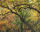 Tree leaves in autumn colors - John Lorenz