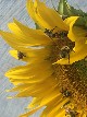 Bees on Sunflower - Sabine Borchers