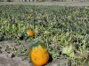 Pumpkins at Everson Ranch